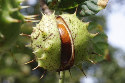 Horse Chestnut / Aescin